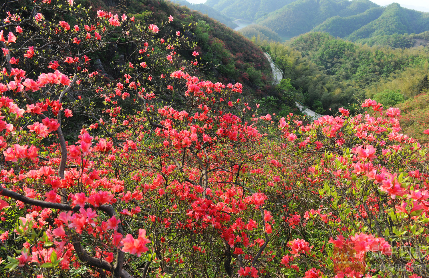 组图| 杜鹃花开映山红